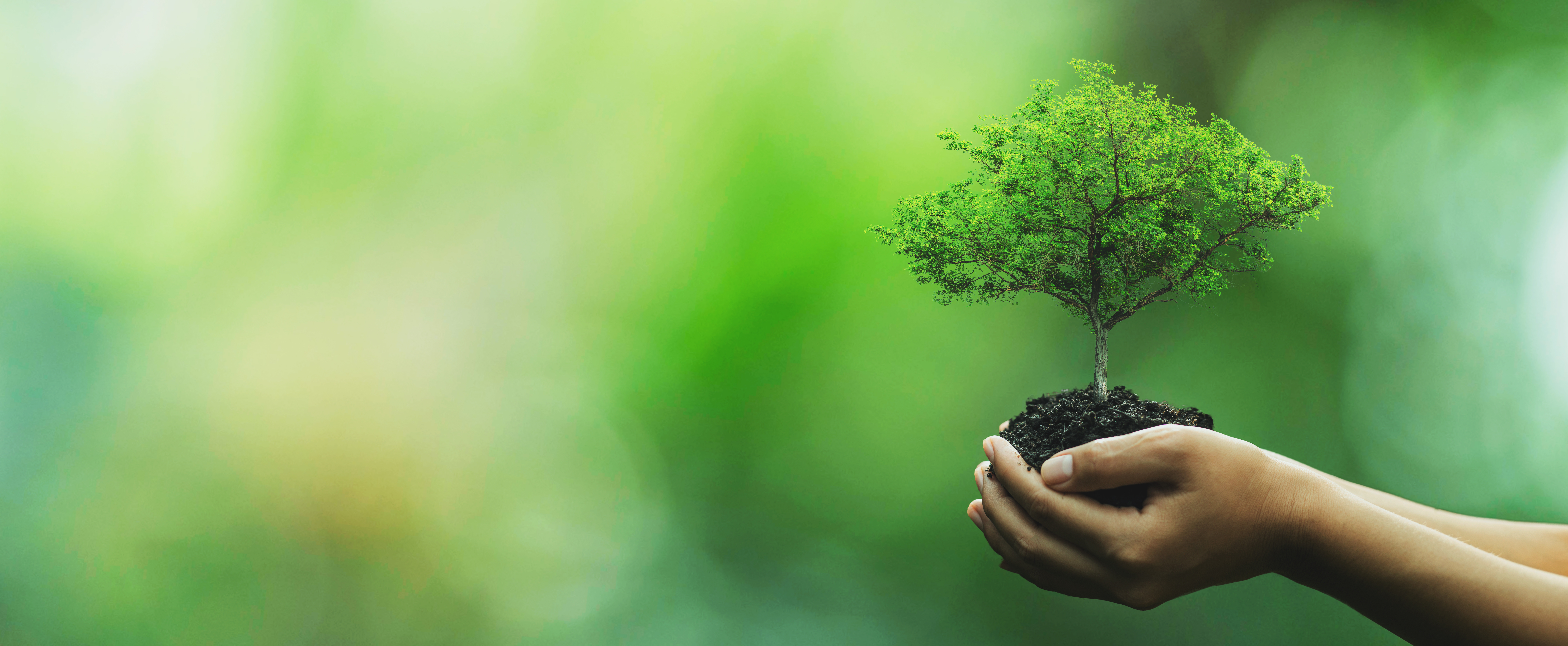 hand-holding-growing-tree